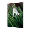 Textile Wall Decoration White Flower Snowdrop - 2