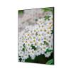 Textile Wall Decoration SET A1 White Flower Spirea - 1